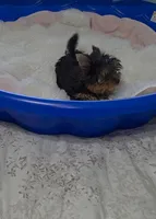 Tiny Teacup, a female Yorkshire Terrier for sale in Orlando, FL – 1 of 3
