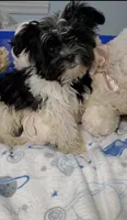 Small Gizmo , a male Yorkshire Terrier for sale in Orlando, FL – 3 of 4