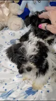 Teeny Peanut, a male Biewer for sale in Orlando, FL – 4 of 4