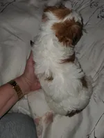 Kiki, a female Morkie for sale in Orlando, FL – Photo 3 of 4