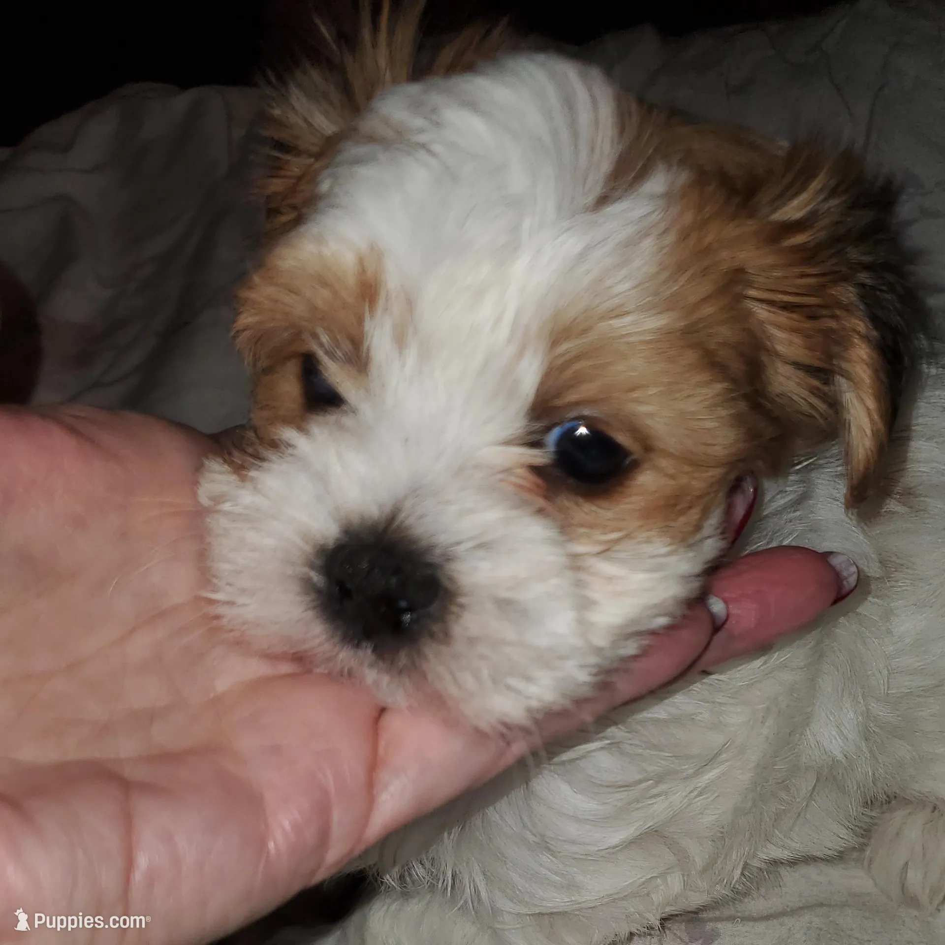 Kiki, a female Morkie for sale in Orlando, FL – Photo 4 of 4