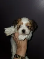 Kiki, a female Morkie for sale in Orlando, FL – Photo 1 of 4