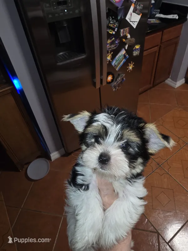 Baby boy – Biewer puppy for sale in Orlando, FL