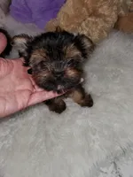 Brianna , a female Yorkshire Terrier for sale in Orlando, FL – 2 of 3
