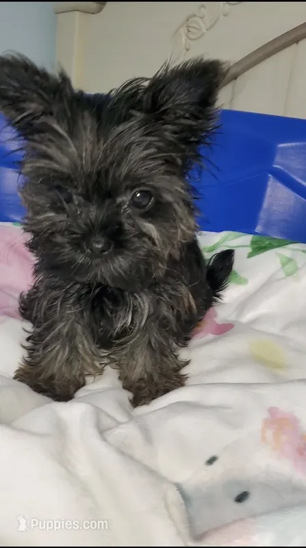 Tiny Pipa – Yorkshire Terrier puppy for sale in Orlando, FL