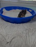 Tiny Teacup, a female Yorkshire Terrier for sale in Orlando, FL – 2 of 3