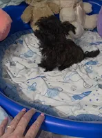 Little Biscuit, a male Yorkshire Terrier for sale in Orlando, FL – 4 of 10