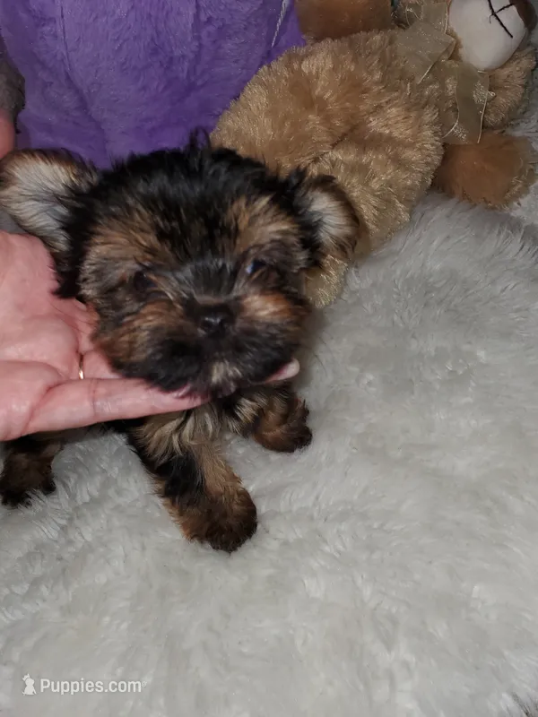 Brianna  – Yorkshire Terrier puppy on hold in Orlando, FL