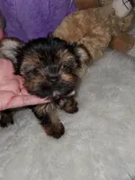 Brianna , a female Yorkshire Terrier for sale in Orlando, FL – 1 of 3
