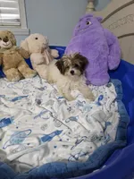 Pixie, a female Biewer for sale in Orlando, FL – 3 of 4