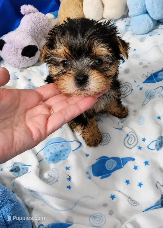 Brianna – Yorkshire Terrier puppy for sale in Orlando, FL