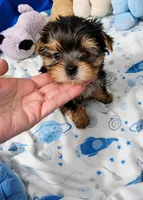 Brianna, a female Yorkshire Terrier for sale in Orlando, FL – 1 of 2