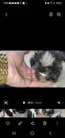 Teacup Bruno, a male Yorkshire Terrier for sale in Orlando, FL – 3 of 5