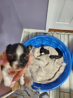 Bruno, a male Yorkshire Terrier for sale in Orlando, FL – Photo 2 of 4