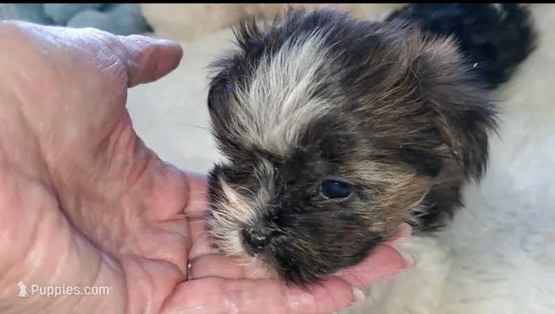 Teacup Bruno – Yorkshire Terrier puppy for sale in Orlando, FL