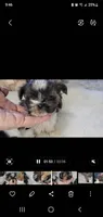 Teacup Bruno, a male Yorkshire Terrier for sale in Orlando, FL – 4 of 5