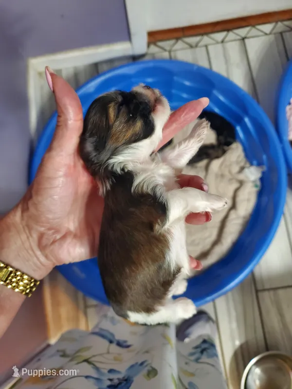 Bruno – Yorkshire Terrier puppy for sale in Orlando, FL