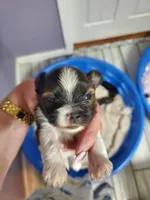 Bruno, a male Yorkshire Terrier for sale in Orlando, FL – Photo 4 of 4