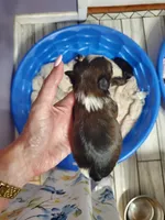 Bruno, a male Yorkshire Terrier for sale in Orlando, FL – Photo 3 of 4