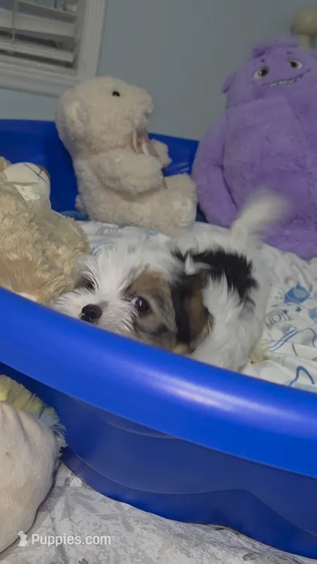 Little Abner – Morkie puppy for sale in Orlando, FL
