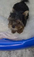 Teacup 3lb adult weight, a female Yorkshire Terrier for sale in Orlando, FL – 2 of 3