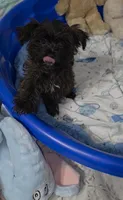 Little Biscuit, a male Yorkshire Terrier for sale in Orlando, FL – 9 of 10