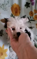 Bella, a female Yorkshire Terrier for sale in Orlando, FL – Photo 6 of 7