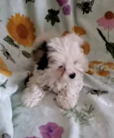 Bella, a female Yorkshire Terrier for sale in Orlando, FL – Photo 4 of 7