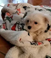 Bella, a female Yorkshire Terrier for sale in Orlando, FL – Photo 3 of 7