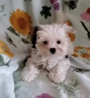 Bella, a female Yorkshire Terrier for sale in Orlando, FL – Photo 1 of 7