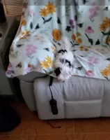 Bella, a female Yorkshire Terrier for sale in Orlando, FL – Photo 5 of 7