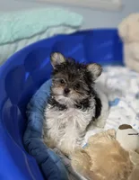 Teacup Lola, a female Biewer for sale in Orlando, FL – 2 of 3