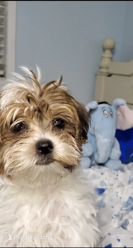 Pixie  – Biewer puppy for sale in Orlando, FL