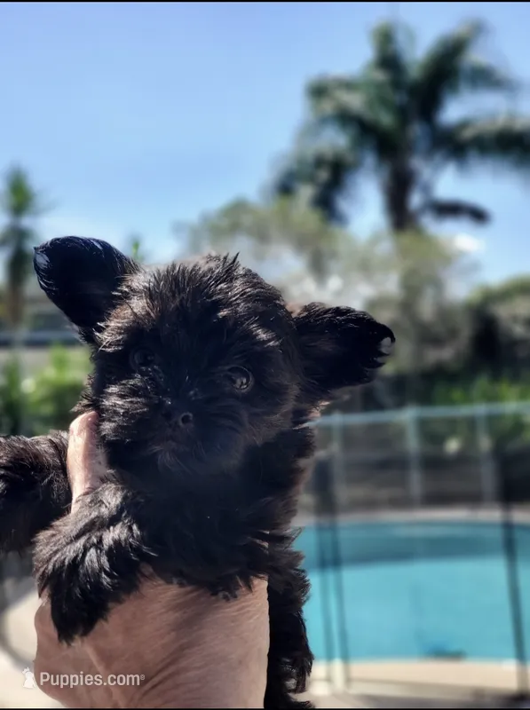 Trudy – Yorkshire Terrier puppy for sale in Orlando, FL