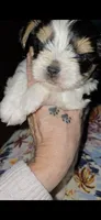 Baby boy, a male Biewer for sale in Orlando, FL – 3 of 5