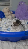 Little Abner, a male Morkie for sale in Orlando, FL – 3 of 3