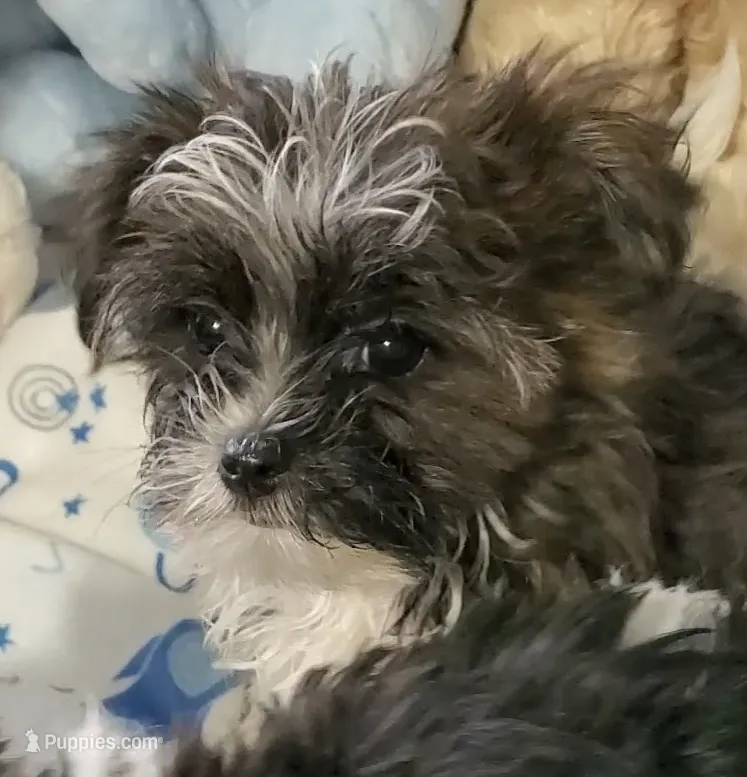 Teacup Bruno – Yorkshire Terrier puppy for sale in Orlando, FL