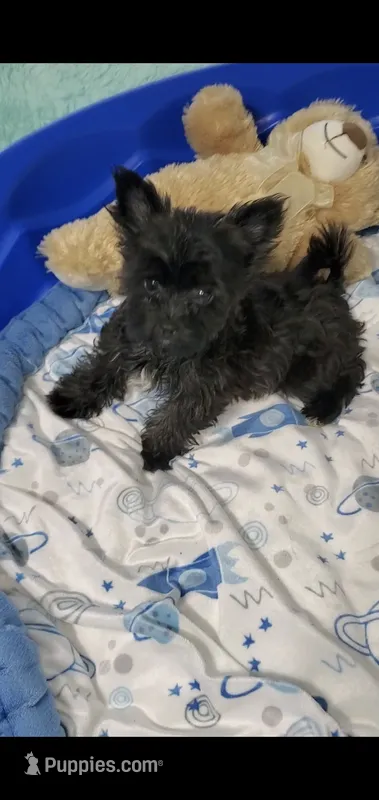Trudy – Yorkshire Terrier puppy for sale in Orlando, FL