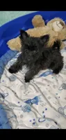 Tiny Trudy, a female Yorkshire Terrier for sale in Orlando, FL – 1 of 4