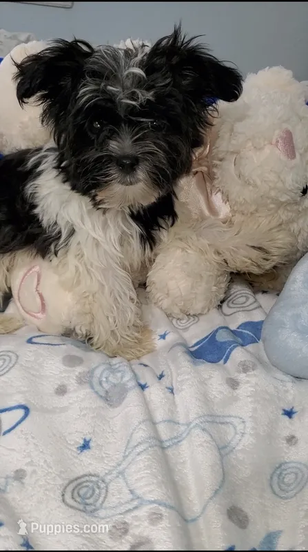 Small Gizmo  – Yorkshire Terrier puppy for sale in Orlando, FL