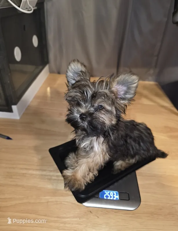 Teacup Millie – Yorkshire Terrier puppy for sale in Orlando, FL
