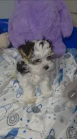 Little Abner, a male Morkie for sale in Orlando, FL – 2 of 3