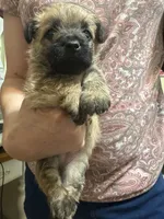 Female Wheaten Cairn Terrier Puppy, a female Cairn Terrier for sale in Sterling City, TX – 3 of 3