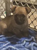 Male Cairn Terrier, a male Cairn Terrier for sale in Sterling City, TX – Photo 2 of 2