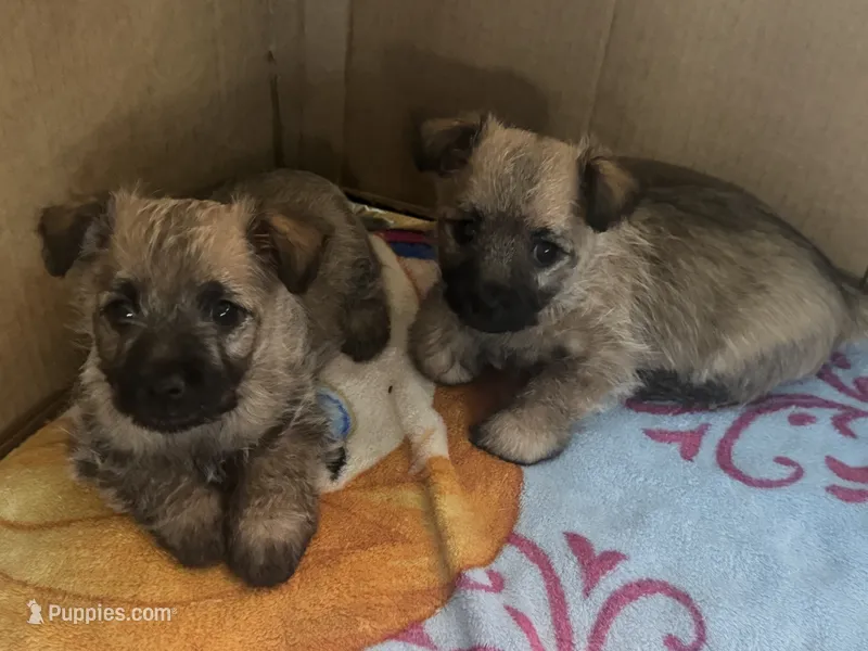 Male  – Cairn Terrier puppy for sale in Sterling City, TX