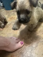 Male , a male Cairn Terrier for sale in Sterling City, TX – 4 of 4