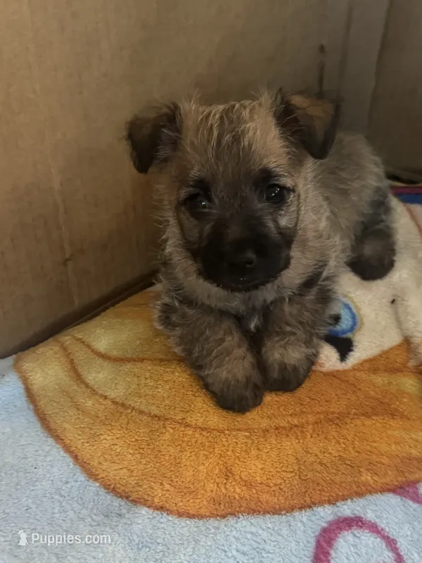 Female Wheaten Cairn Terrier Puppy – Cairn Terrier puppy for sale in Sterling City, TX
