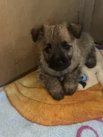 Female Wheaten Cairn Terrier Puppy, a female Cairn Terrier for sale in Sterling City, TX – 1 of 3