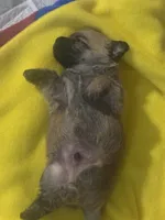 Male , a male Cairn Terrier for sale in Sterling City, TX – 2 of 4