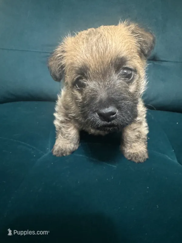 Male  – Cairn Terrier puppy for sale in Sterling City, TX